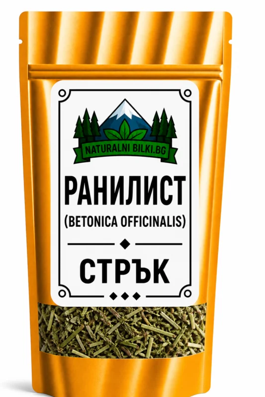 Ранилист (бетоника) – стрък, рязан (Betonica officinalis)
