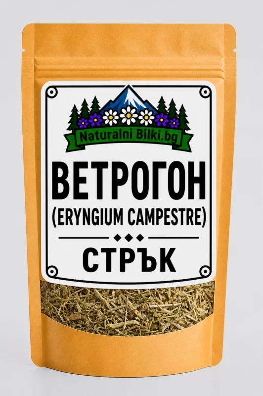 Ветрогон (полски ветрогон) – стрък, рязан (Eryngium campestre)