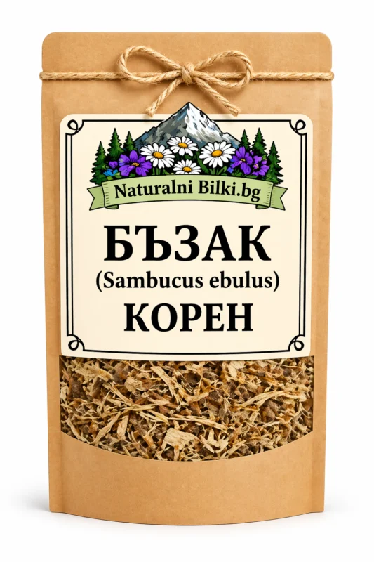 Бъзак (нисък бъз) – корен, рязан (Sambucus ebulus)