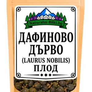 Дафиново дърво – плод, рязан (Laurus nobilis)
