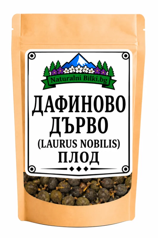 Дафиново дърво – плод, рязан (Laurus nobilis)