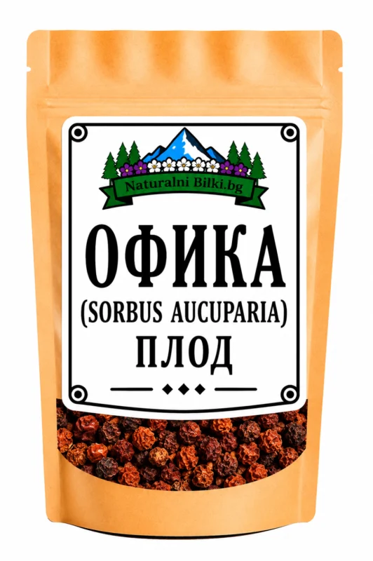 Офика – плод (Sorbus aucuparia)