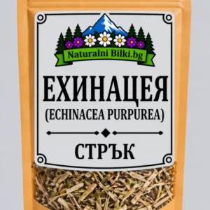 Ехинацея – стрък с цвят, рязан (Echinacea purpurea)