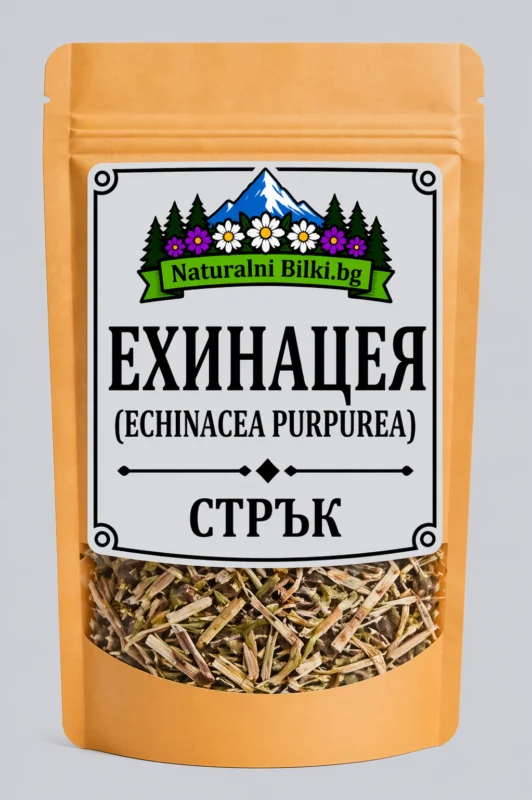Ехинацея – стрък с цвят, рязан (Echinacea purpurea)