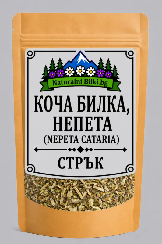Коча билка, котешка билка – стрък, рязан (Nepeta cataria)
