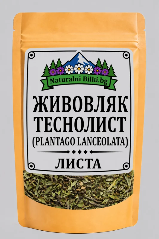 Теснолист живовляк – листа, рязан (Plantago lanceolata)