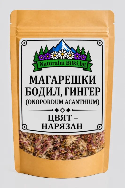 Магарешки трън – цвят, рязан (Onopordum acanthium)