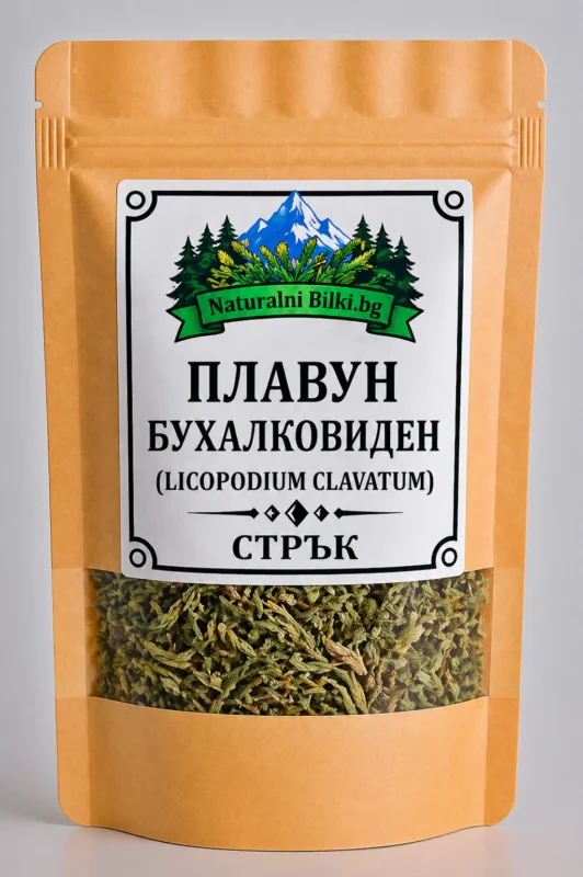 Плавун бухалковиден – стрък, рязан (Lycopodium clavatum)
