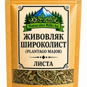 Широколист живовляк – листа, рязан (Plantago major)