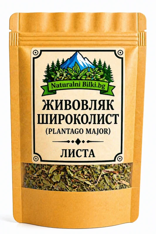 Широколист живовляк – листа, рязан (Plantago major)