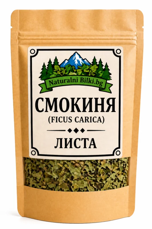 Смокиня – листа, рязан (Ficus carica)