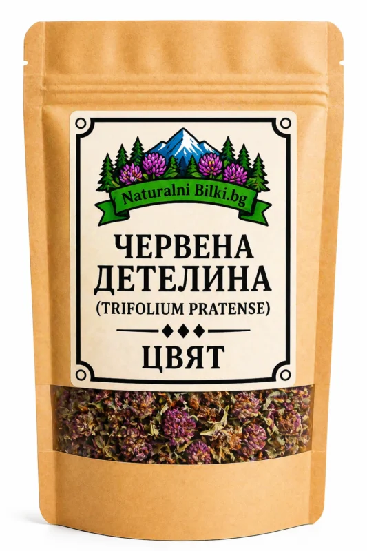 Червена детелина – цвят, рязан (Trifolium pratense)
