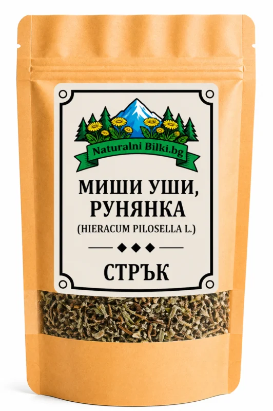 Мишо ухо, ястребинка – стрък, рязан (Hieracium pilosella)
