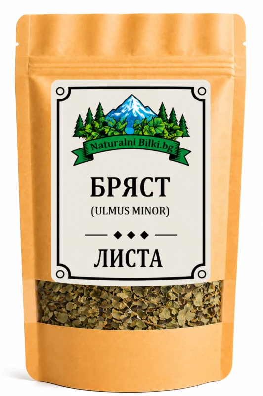 Бряст – листа, рязан (Ulmus minor)